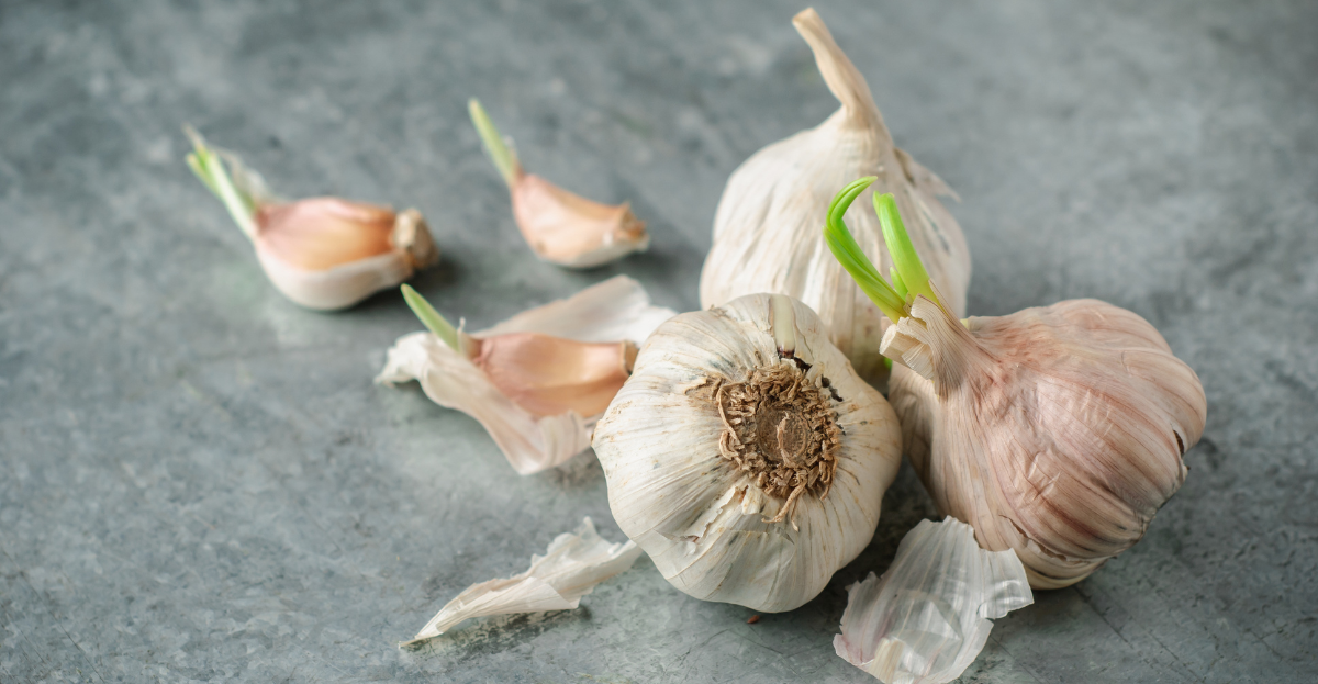 Sprouting garlic